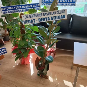 Sukulent Mini Saksı