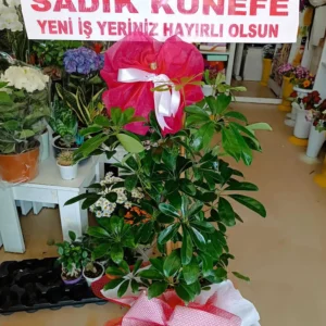 Yeşil Saksı Çiçeği